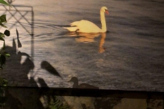 1_339DB61F-D041-439B-A89C-BC9297FE2EEB