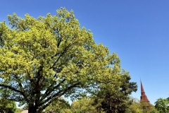 1_103711F0-B581-480E-8F56-BE749F7DF7CE