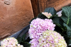 1_8B77ED4F-B30F-45AC-9049-0ED36D26059E