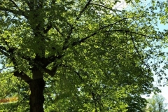 1_C27D63F7-E050-4991-BE83-A71A64668098