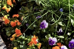 1_C344BDC0-5E5E-4DBF-B5CD-2310820E8965