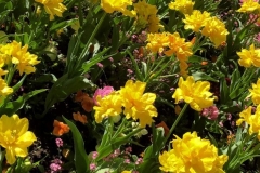 1_C72A7F66-95B9-4F3E-99C1-6597AA2E20E6