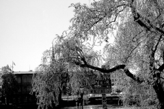 1_CB9924F0-5DB2-462A-826E-334B451DE154