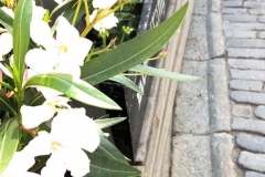 1_D1074490-8FD3-46C7-B97D-5504EC732AA7