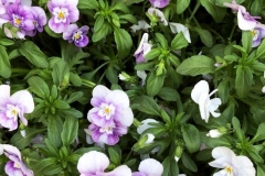 1_E2517B6A-6E25-4796-A00E-F226D87D56F8