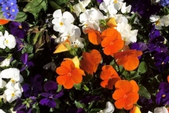 1_F3F0E392-59D7-482A-8404-2B25CE5B3770