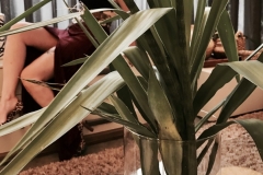 1_de-cv-para-venus-1