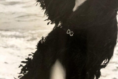 1_C437AE94-68B7-4AC5-9EBD-E39BBD603DC7